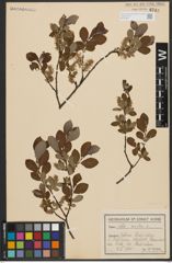 Foto von Salix aurita L.